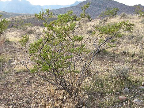 Creosote Bush (Larre tridentata)