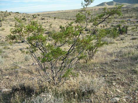 Creosote Bush (Larre tridentata)