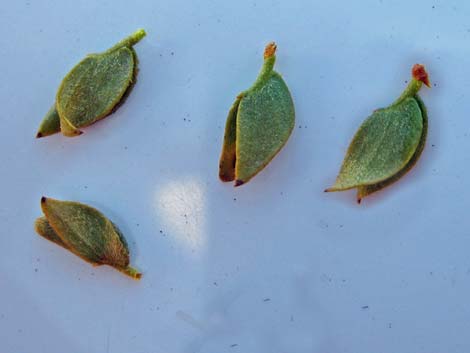 Creosote Bush (Larrea tridentata)