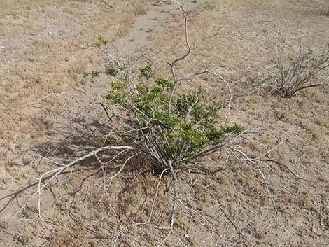 Creosote Bush (Larrea tridentata)