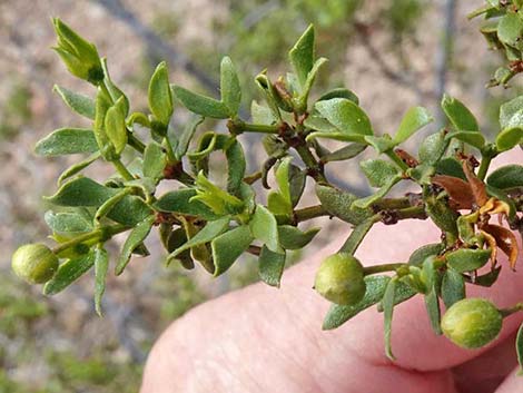 Creosote Bush (Larrea tridentata)