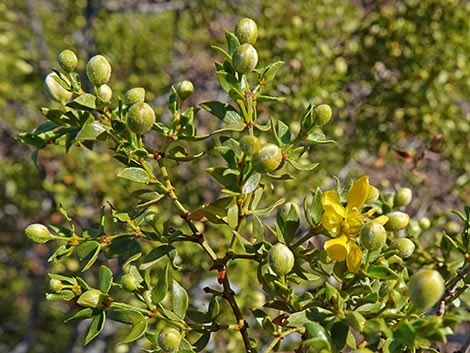 Creosote Bush (Larrea tridentata)