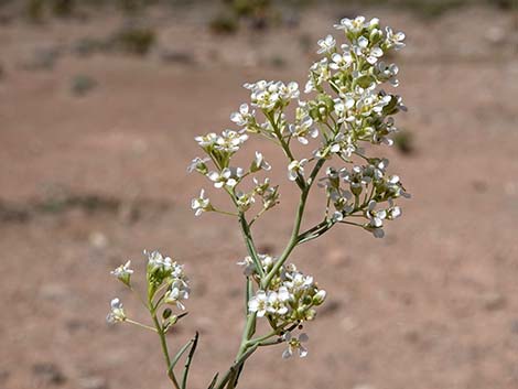 Desert Peppergrass (Lepidium fremontii)