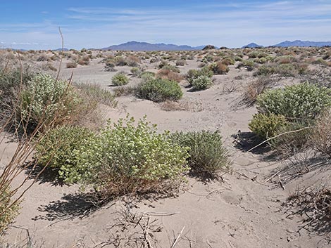 Desert Peppergrass (Lepidium fremontii)