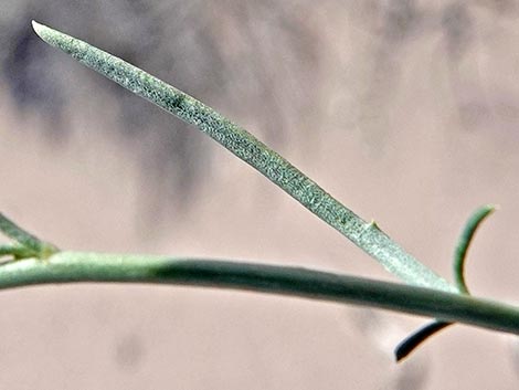 Desert Peppergrass (Lepidium fremontii)