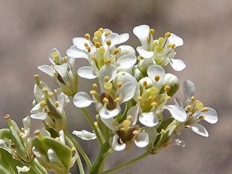 Desert Peppergrass (Lepidium fremontii)