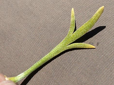 Desert Peppergrass (Lepidium fremontii)