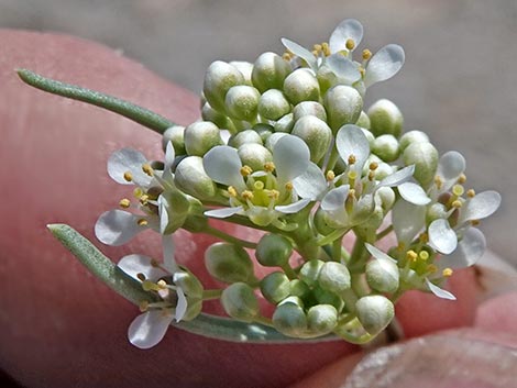 Desert Peppergrass (Lepidium fremontii)