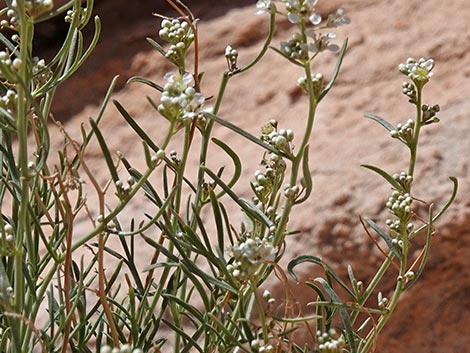 Desert Peppergrass (Lepidium fremontii)