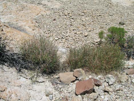 Rock Pea (Lotus rigidus)