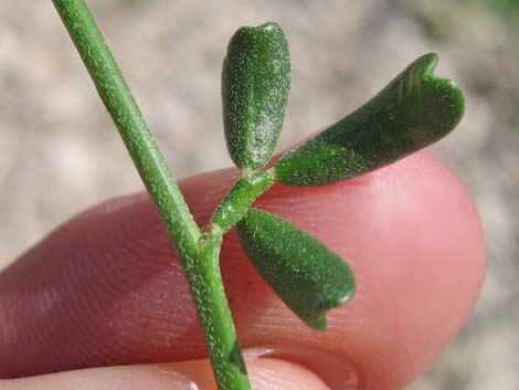 Rock Pea (Lotus rigidus)