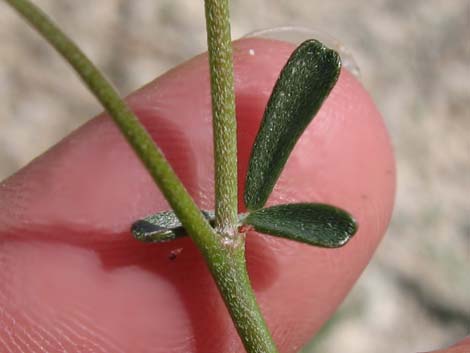 Rock Pea (Lotus rigidus)