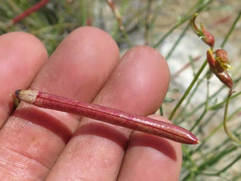 Rock Pea (Lotus rigidus)