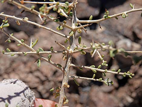 Anderson's Desert-thorn (Lycium andersonii)