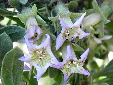 Peach Thorn (Lycium cooperi)