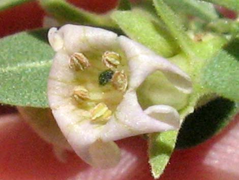 Peach Thorn (Lycium cooperi)