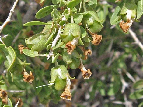 Peach Thorn (Lycium cooperi)