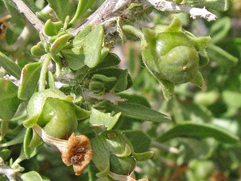 Peach Thorn (Lycium cooperi)