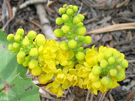 Creeping Barberry (Mahonia repens)