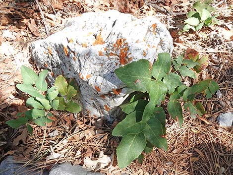 Creeping Barberry (Mahonia repens)