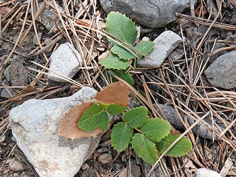 Creeping Barberry (Mahonia repens)