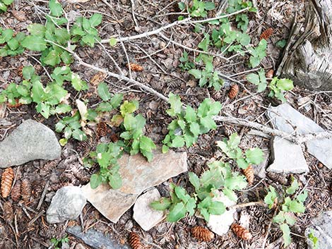 Creeping Barberry (Mahonia repens)