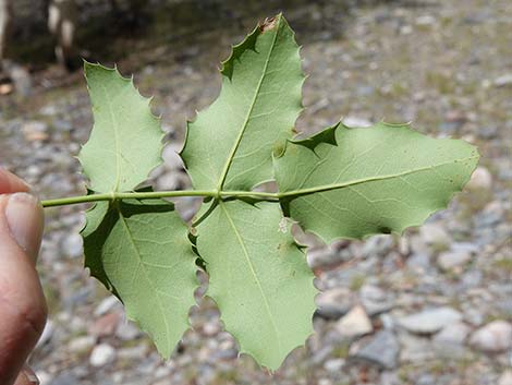 Creeping Barberry (Mahonia repens)