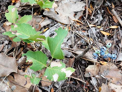 Creeping Barberry (Mahonia repens)