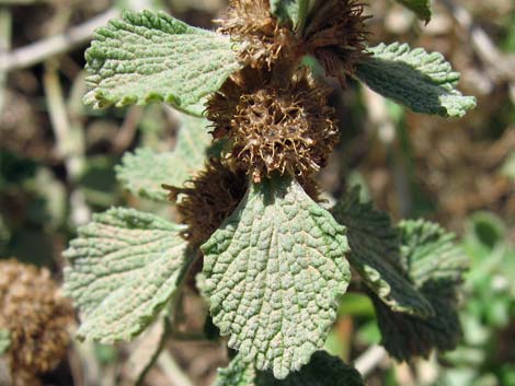 Horehound (Marrubium vulgare)