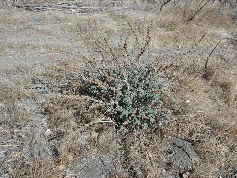 Horehound (Marrubium vulgare)