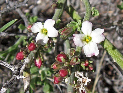 Spiny Menodora (Menodora spinescens)