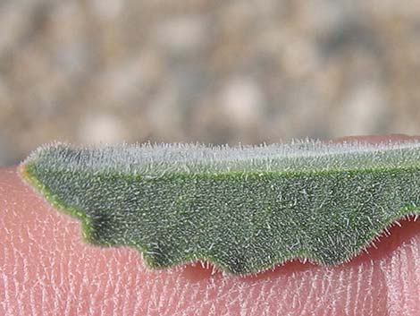 Polished Blazingstar (Mentzelia polita)