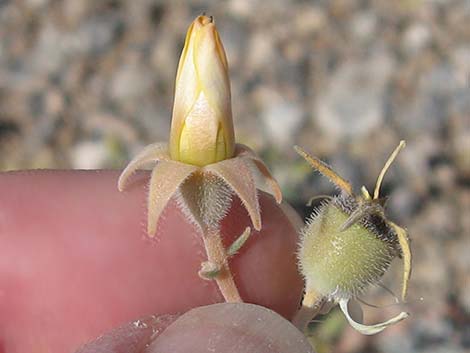 Polished Blazingstar (Mentzelia polita)