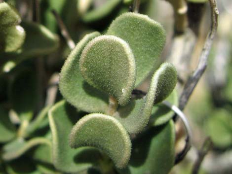 Sandpaper Bush (Mortonia utahensis)