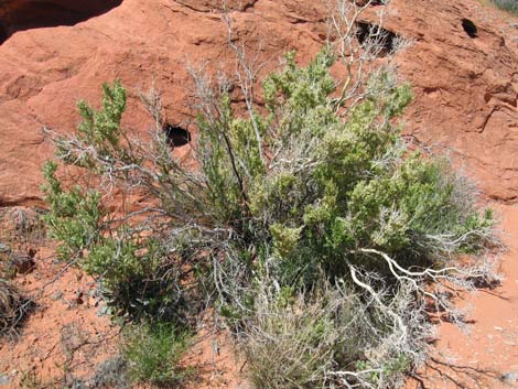 Sandpaper Bush (Mortonia utahensis)