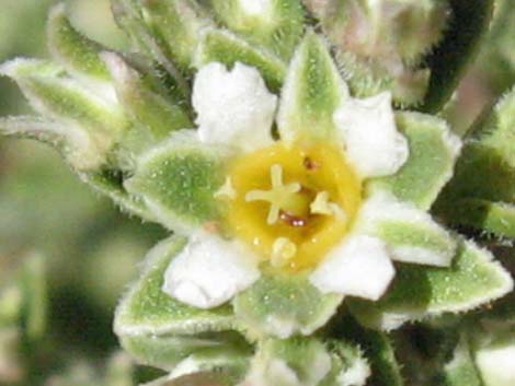 Sandpaper Bush (Mortonia utahensis)