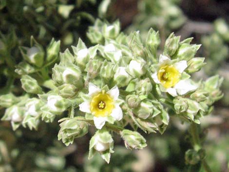 Sandpaper Bush (Mortonia utahensis)