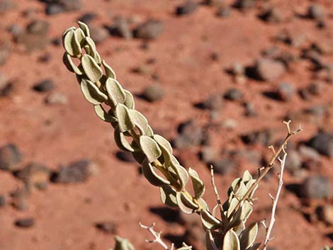 Sandpaper Bush (Mortonia utahensis)