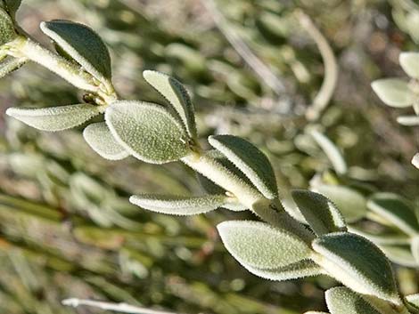 Sandpaper Bush (Mortonia utahensis)