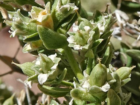 Sandpaper Bush (Mortonia utahensis)