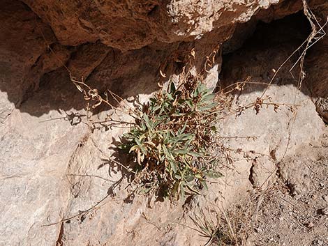 Desert Tobacco (Nicotiana obtusifolia)