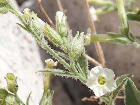 Desert Tobacco (Nicotiana obtusifolia)