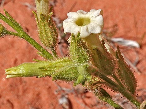 Desert Tobacco (Nicotiana obtusifolia)