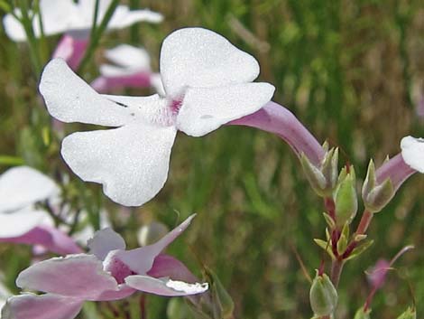 Gilia Beardtongue (Penstemon ambiguus)