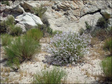 Gilia Beardtongue (Penstemon ambiguus)