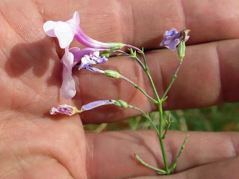 Gilia Beardtongue (Penstemon ambiguus)