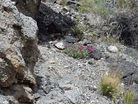 Petiolate Beardtongue (Penstemon petiolatus)