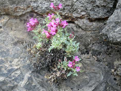 Petiolate Beardtongue (Penstemon petiolatus)