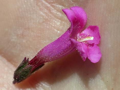 Petiolate Beardtongue (Penstemon petiolatus)