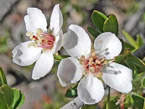 Wild Crab Apple (Peraphyllum ramosissimum)